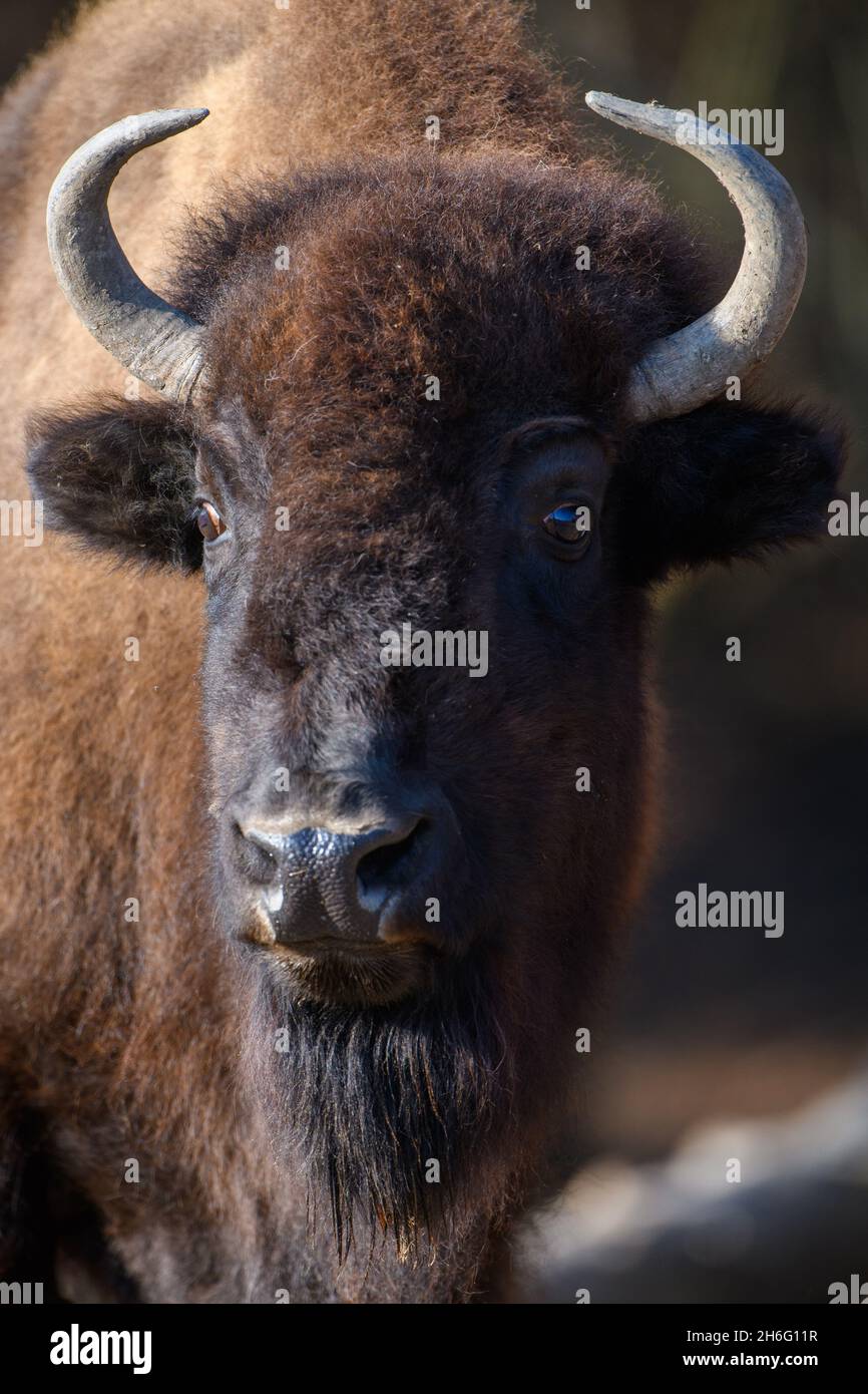 Portrait European Bison sur fond noir.Scène sauvage de la nature Banque D'Images