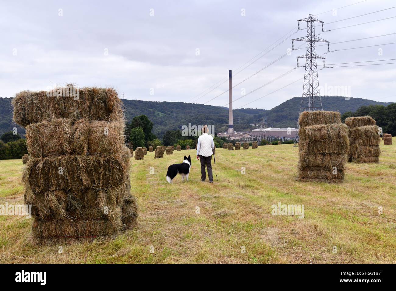 Border Collie brebis chien et propriétaire marchant entre les balles de foin dans la ferme Shropshire. Angleterre Grande-Bretagne Royaume-Uni terres agricoles paysage foin faisant la récolte britannique Banque D'Images