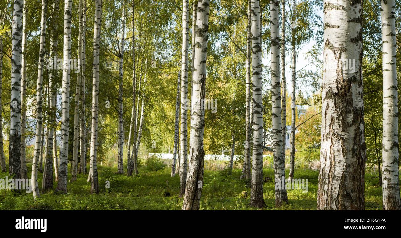 Forêt de bouleau et herbe à Jyväskylä, Finlande Banque D'Images