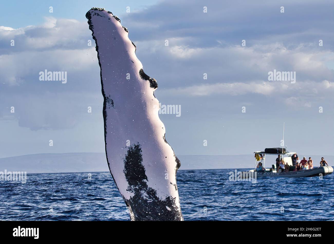 Grand rorqual à bosse prolongeant sa nageoire pectorale avec un radeau d'observation de baleines emballé dans la didtance. Banque D'Images