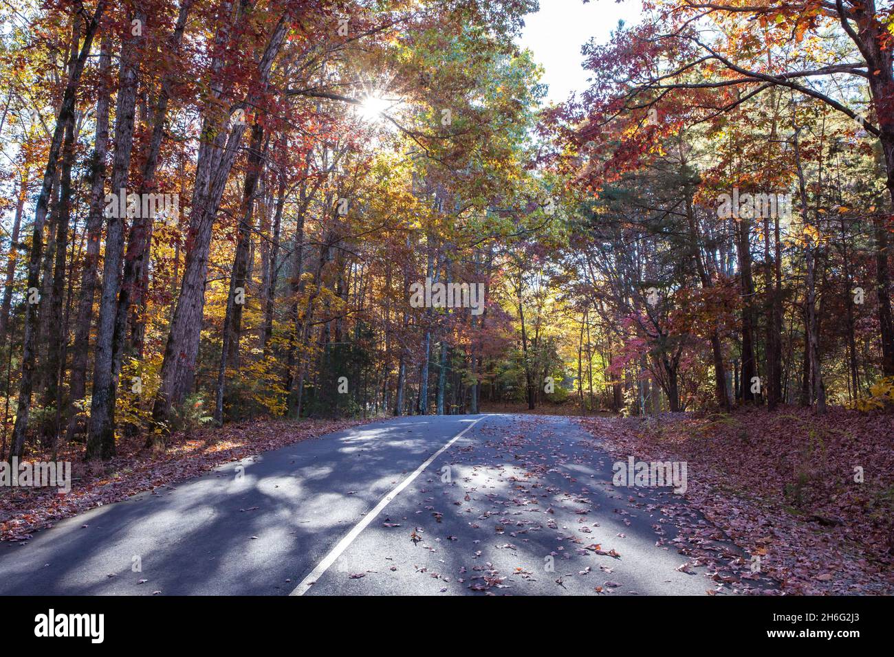 Le soleil de la fin de l'après-midi brille à travers des feuilles d'automne colorées sur une route de campagne rurale. Banque D'Images