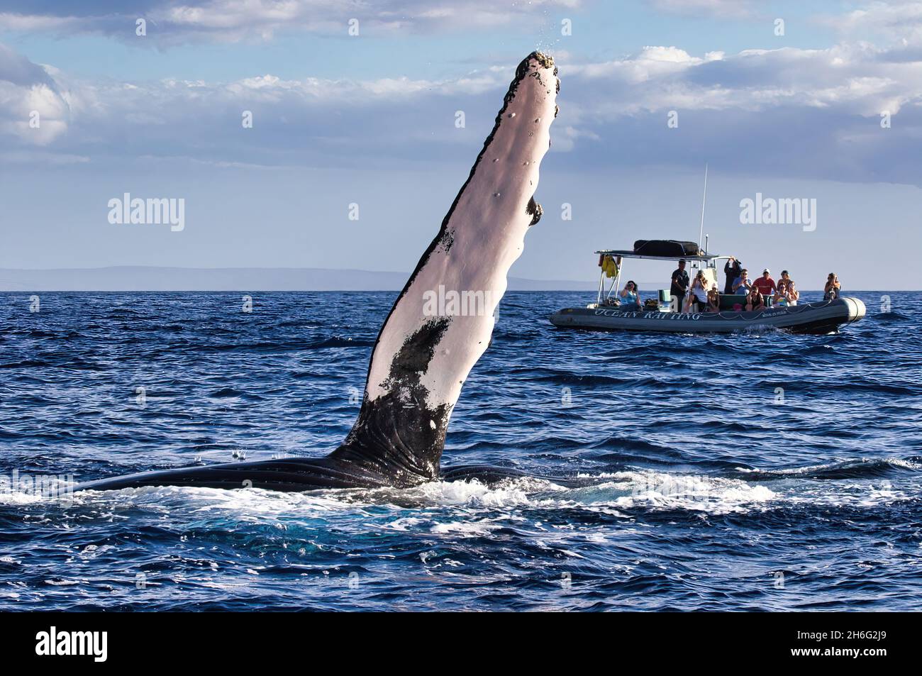 Baleine à bosse sur son côté à la surface qui prolonge sa nageoire pectorale jusqu'à un radeau de baleine éloigné. Banque D'Images