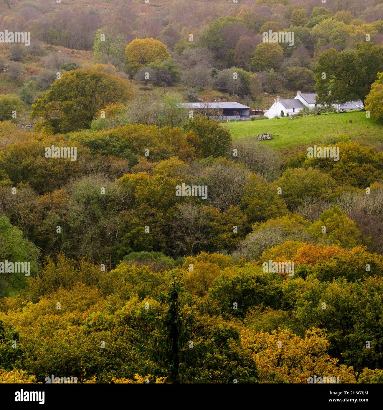 Un cottage blanc entouré d'une forêt dans le parc national de Snowdonia, au nord du pays de Galles, au Royaume-Uni Banque D'Images