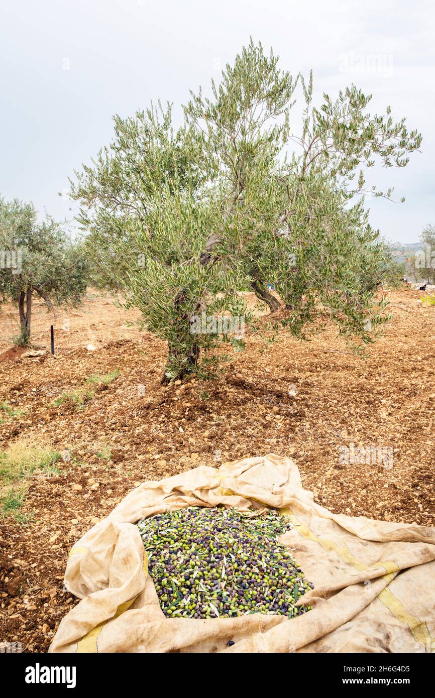 Olives sur une tarpe avec des oliviers en arrière-plan, Olea Europaea Banque D'Images
