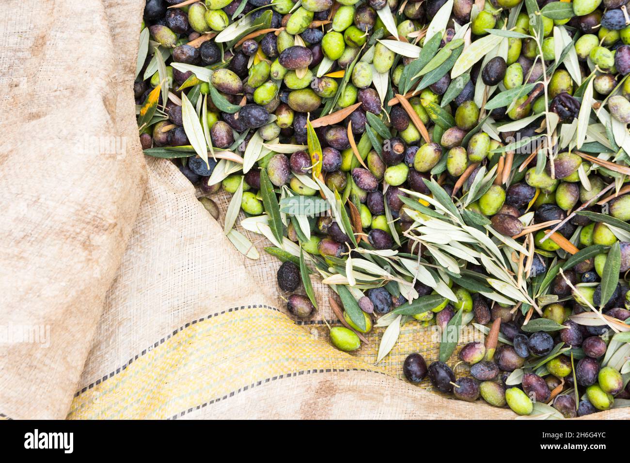 Olea Europaea olives sur une tarpe pendant la saison de récolte Banque D'Images