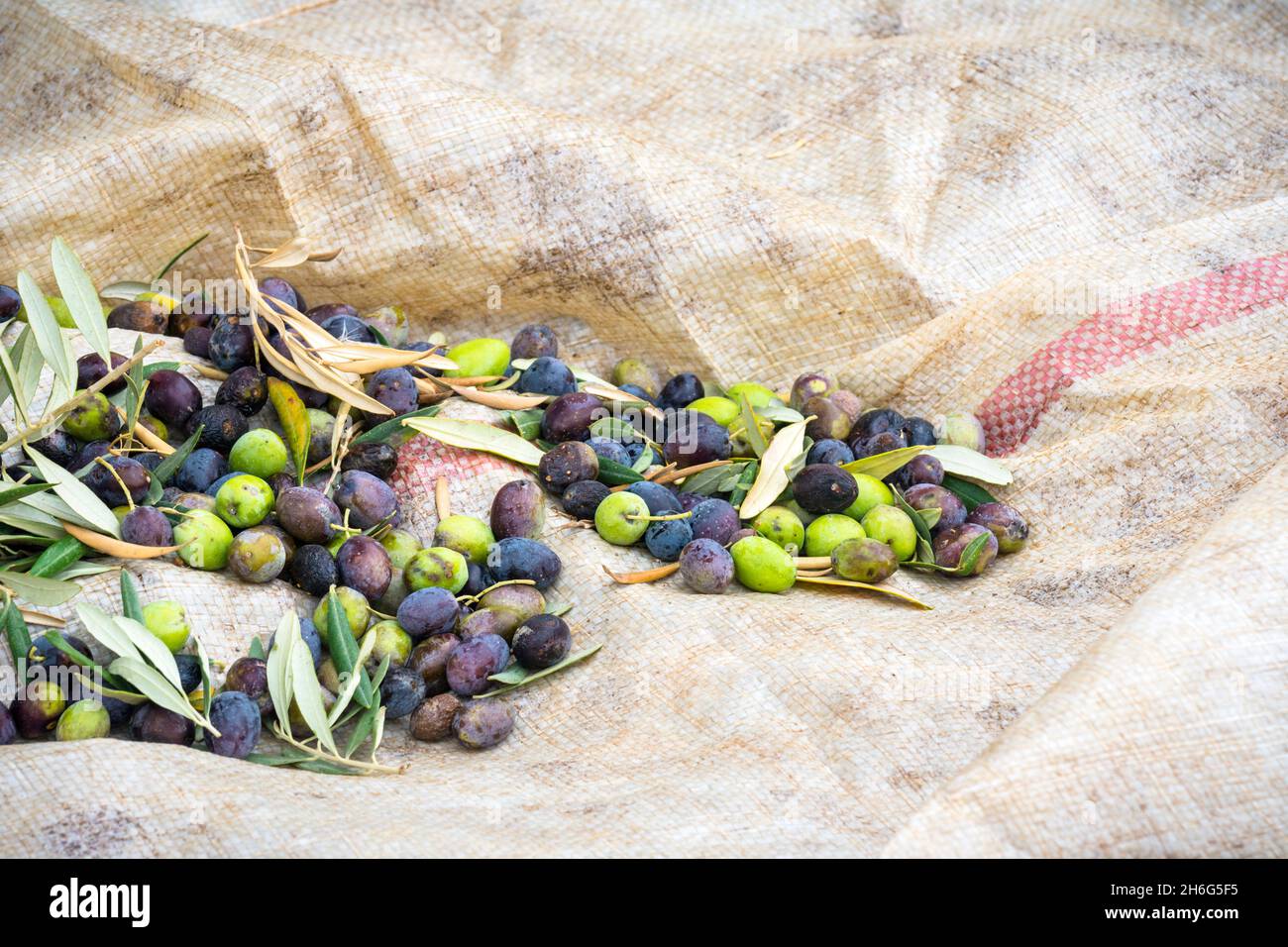 Olea Europaea olives sur une tarpe pendant la saison de récolte Banque D'Images