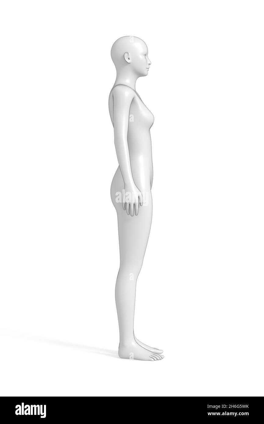 Femme, corps humain féminin, 3D Banque D'Images