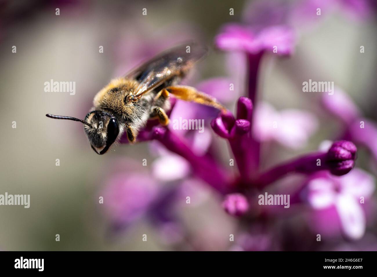 gros plan macro photographie d'une abeille Banque D'Images