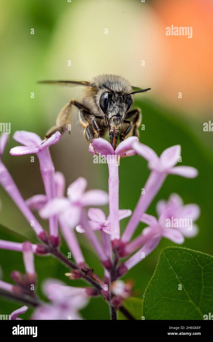 gros plan macro photographie d'une abeille Banque D'Images