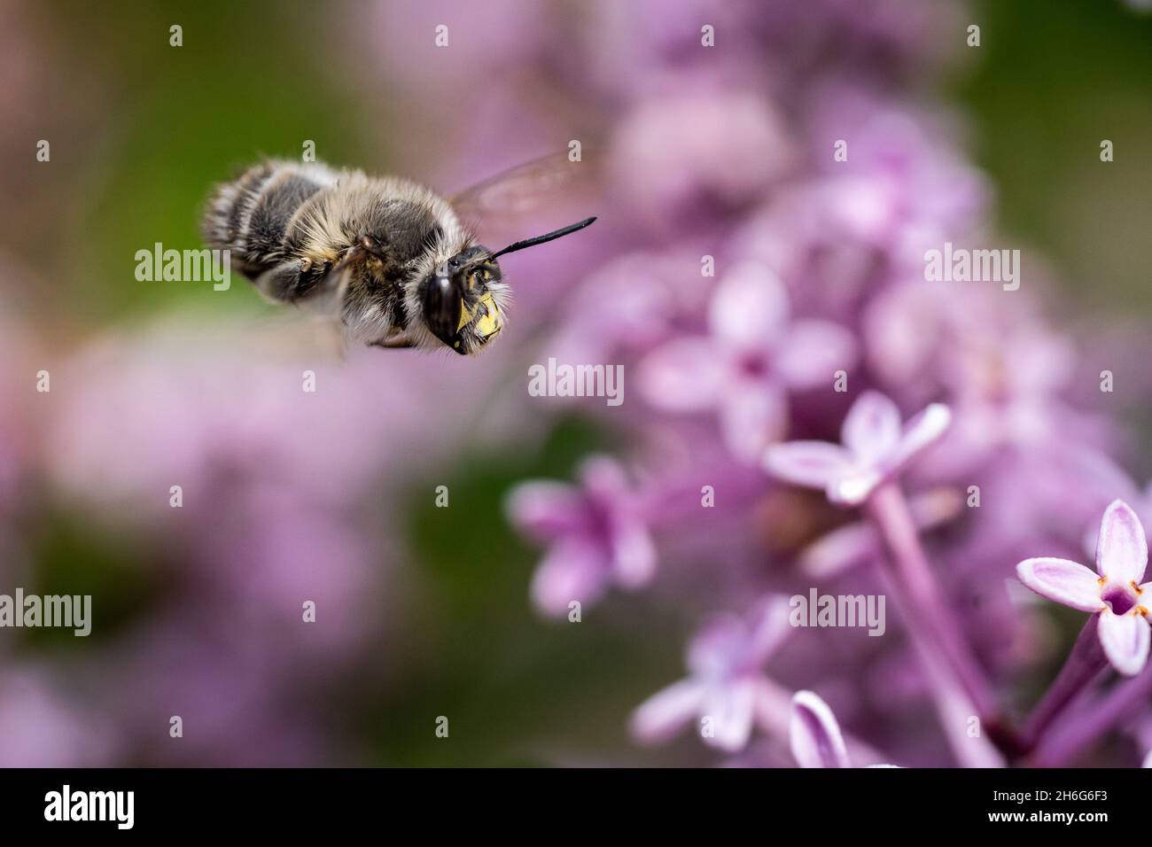 gros plan macro photographie d'une abeille Banque D'Images