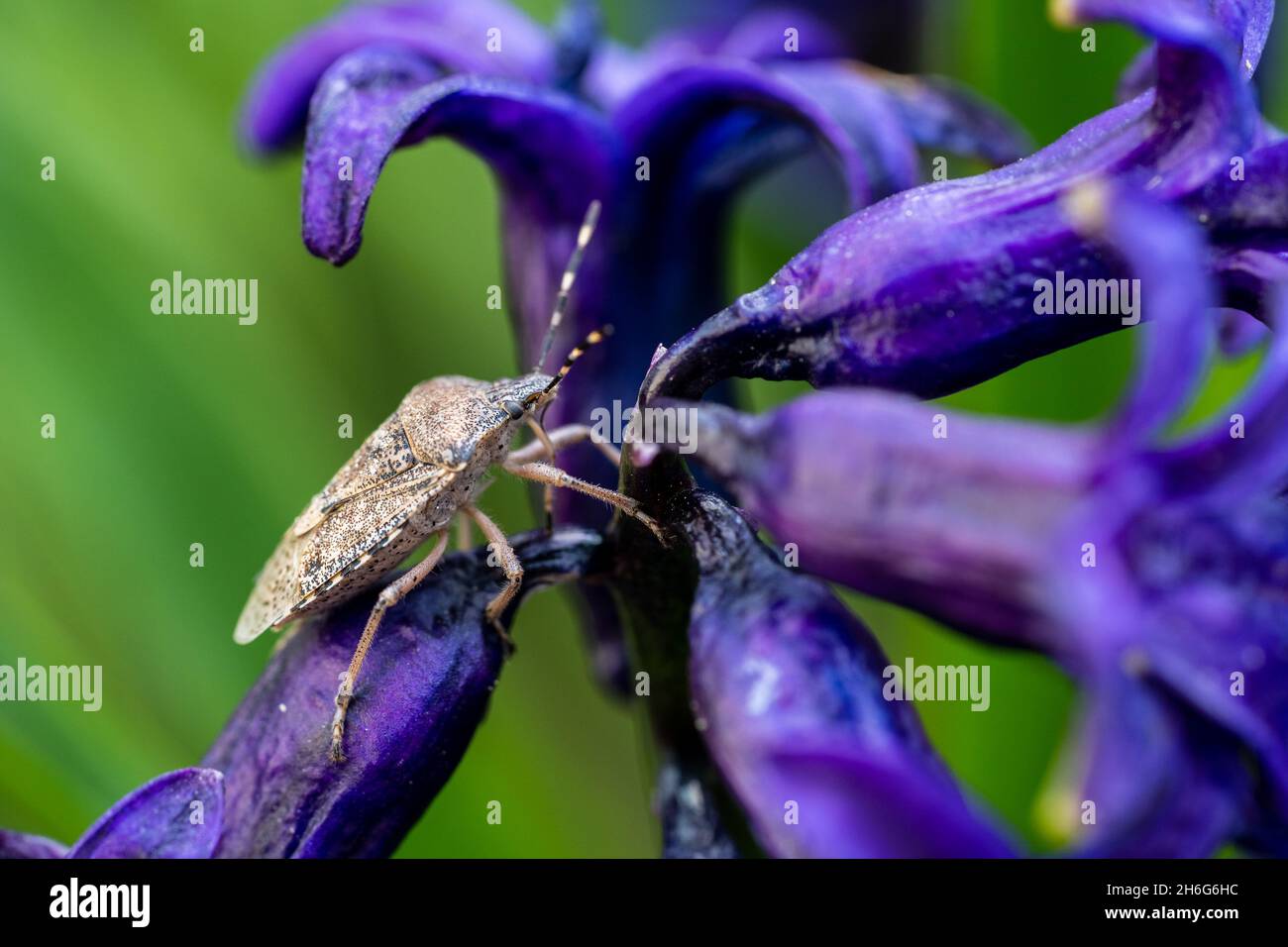 Gros plan sur une fleur violette d'un insecte de bouclier Banque D'Images