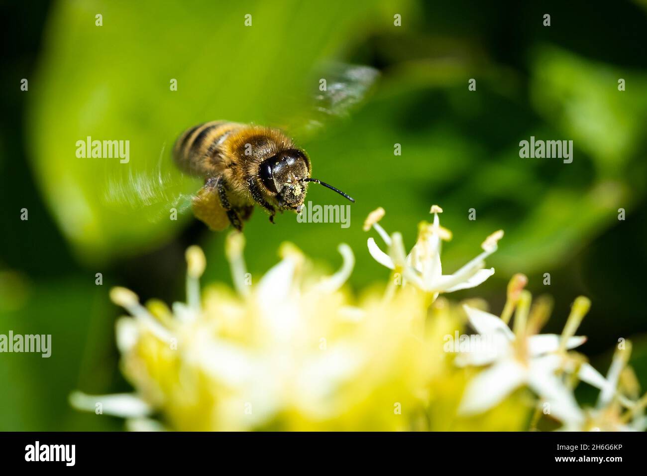 gros plan macro photographie d'une abeille Banque D'Images
