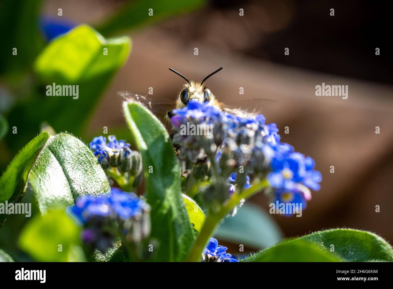 gros plan macro photographie d'une abeille Banque D'Images