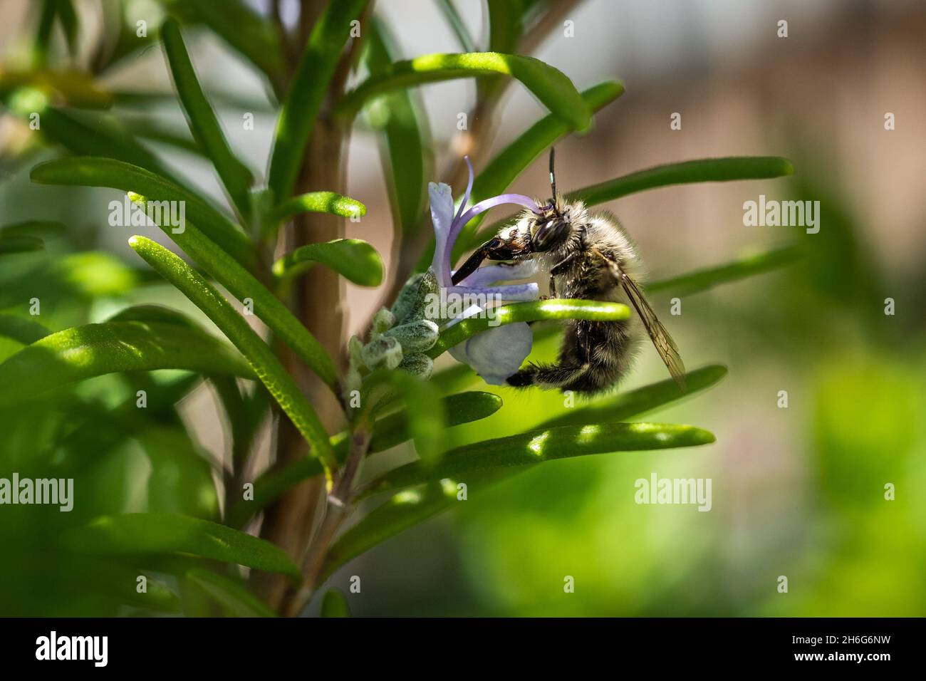 gros plan macro photographie d'une abeille Banque D'Images