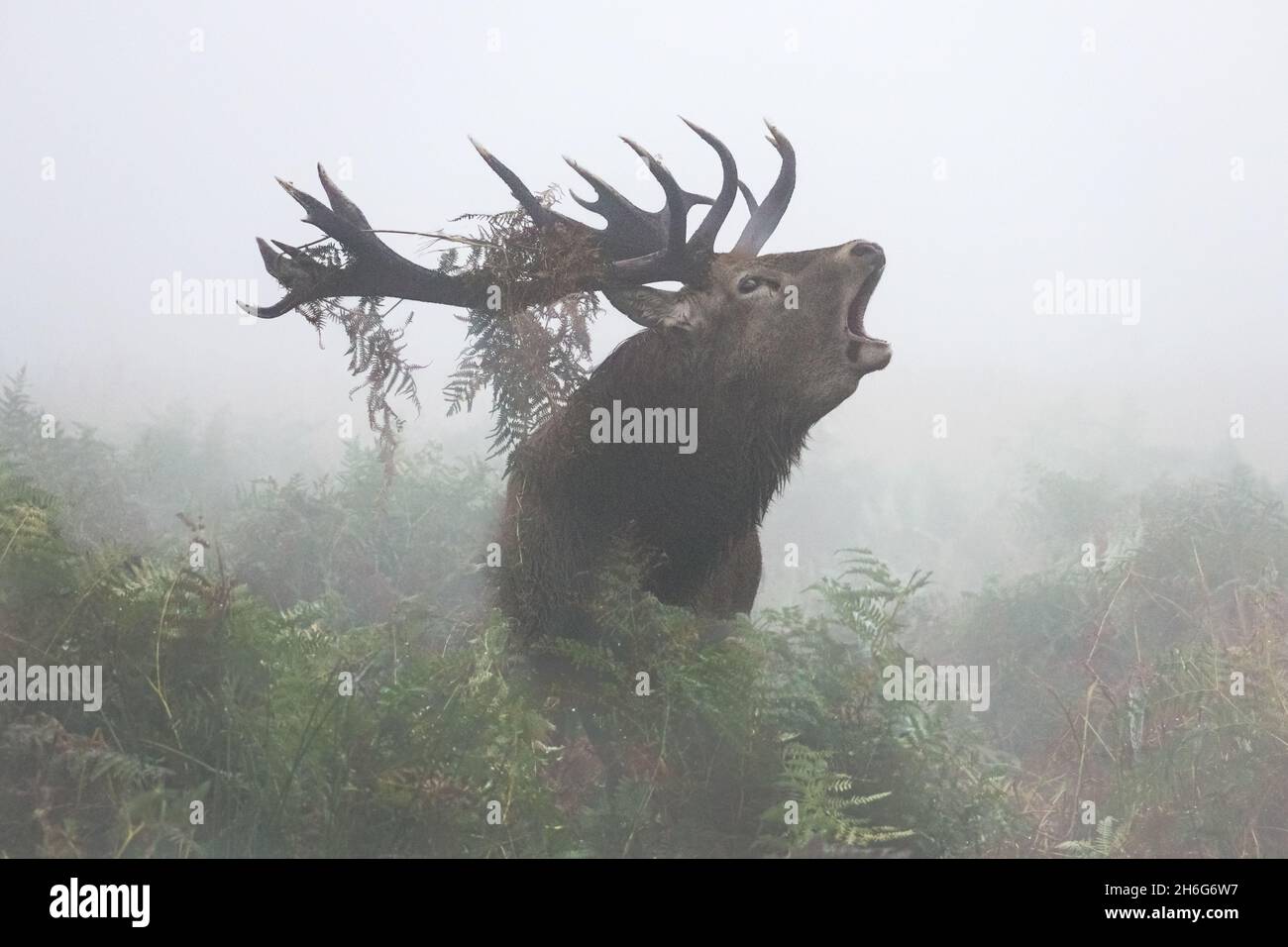 Les cerfs rouges brûlent dans un brouillard dense pendant la saison de rutage annuelle Banque D'Images