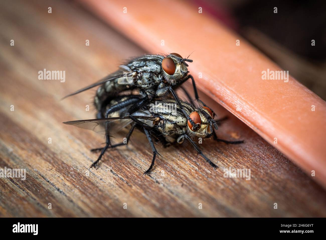 Gros plan sur la macro-photographie de l'accouplement de la housefly commune Banque D'Images