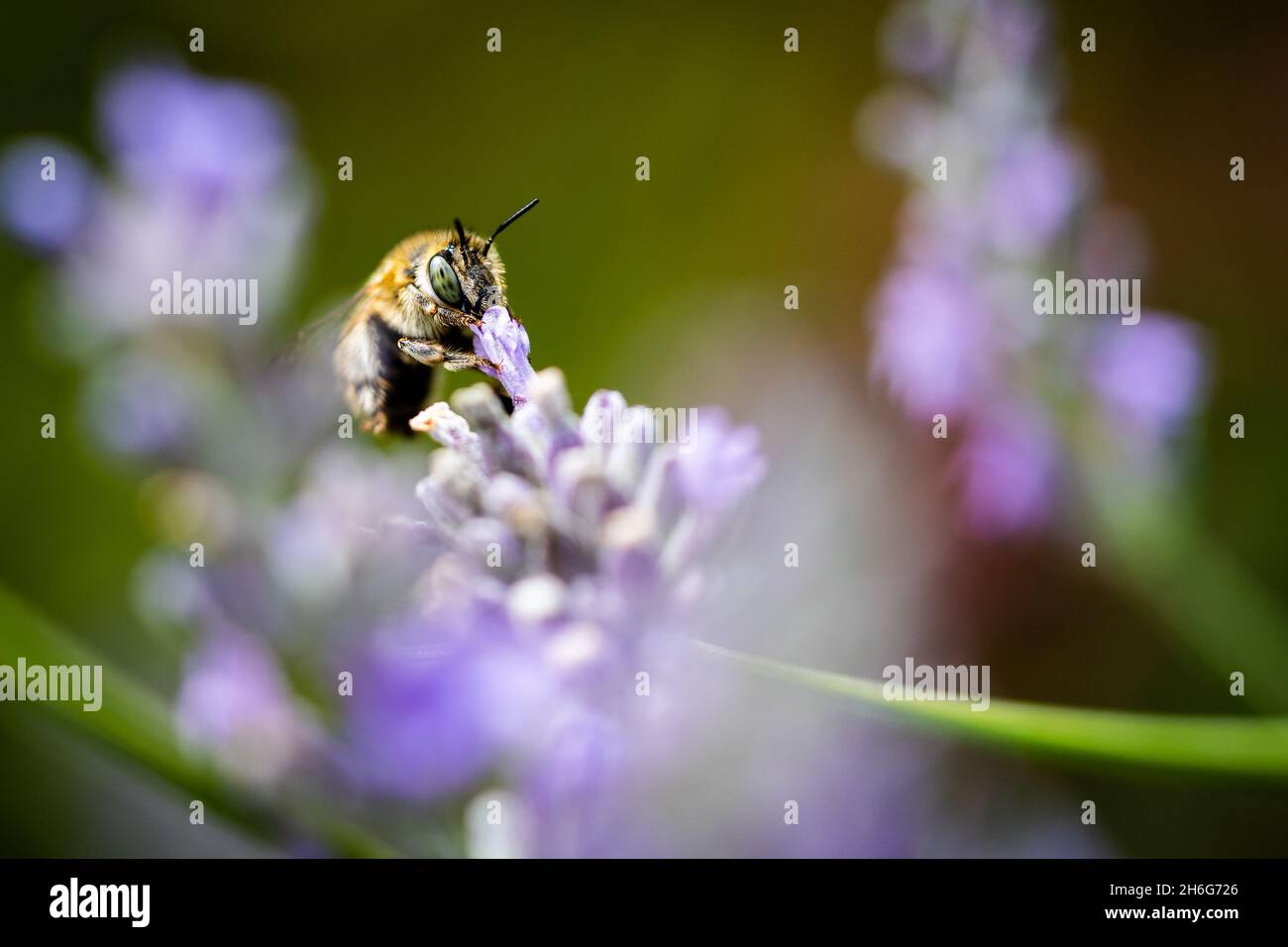 gros plan macro photographie d'une abeille Banque D'Images