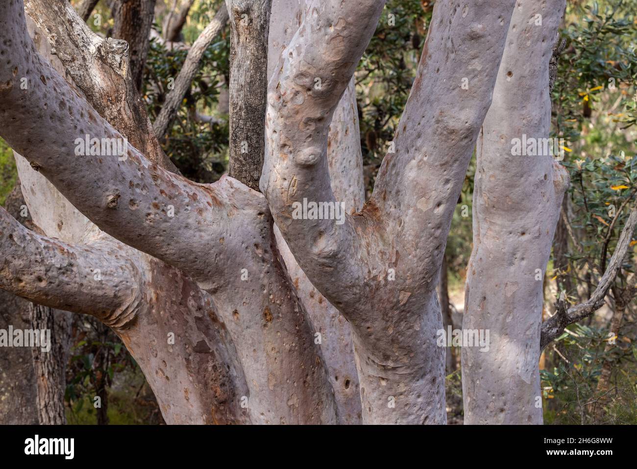 Sydney Red gums dans le parc national Royal, Sydney Australie Banque D'Images