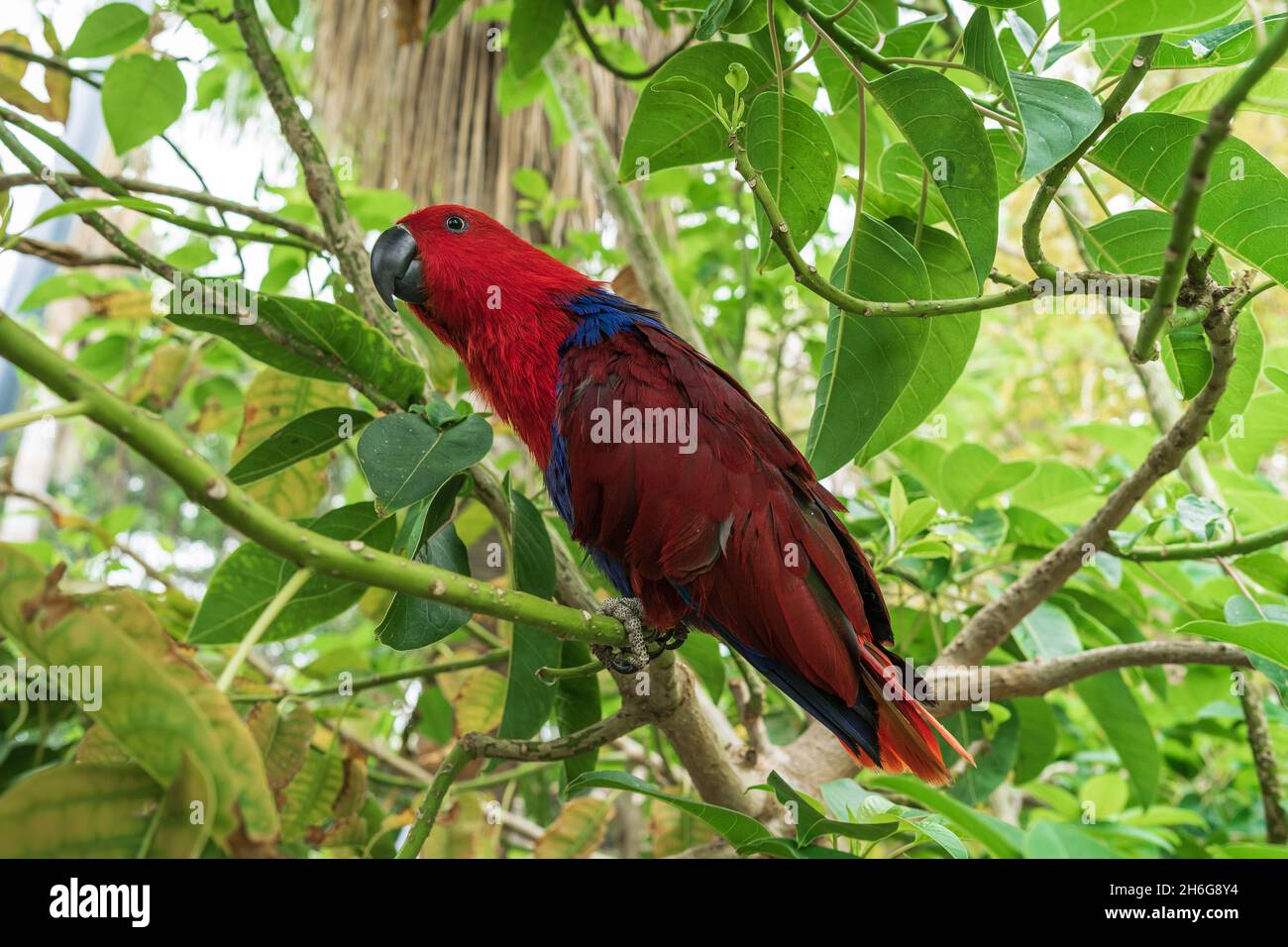 La femelle de l'éclectique perroquet (Eclectus roratus). Banque D'Images