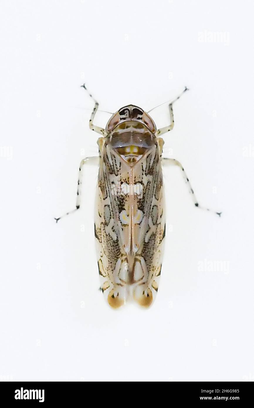 Hemipteros, insectes dans leur environnement naturel.Photographie macro. Banque D'Images