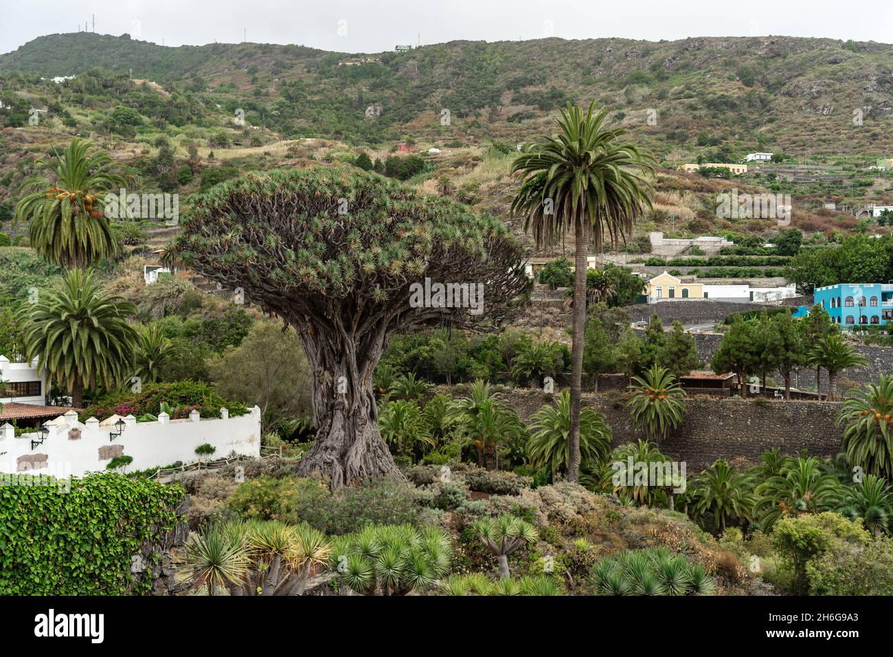 Célèbre arbre de Drago (El Drago Milenario) - Icod de los Vinos, Tenerife, Iles Canaries, Espagne Banque D'Images