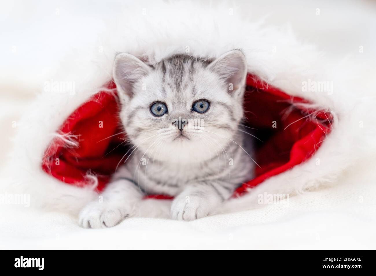 Chat de Noël petit curieux drôle chaton rayé dans Noël rouge chapeau de père Noël sur fond blanc Banque D'Images