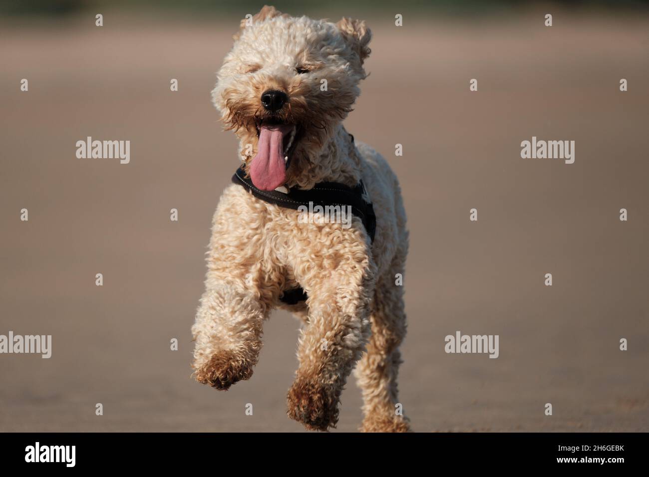 Happy dog Cockapoo Banque D'Images