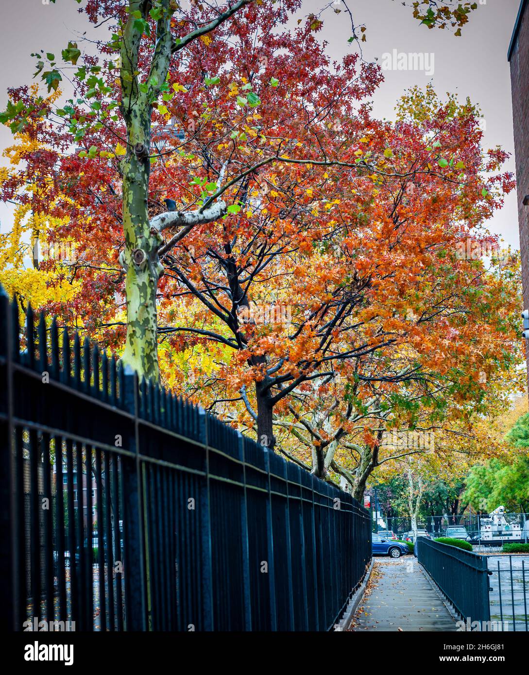 Feuillage d'automne dans le quartier de Chelsea, à New York, le samedi 13 novembre 2021.(© Richard B. Levine) Banque D'Images