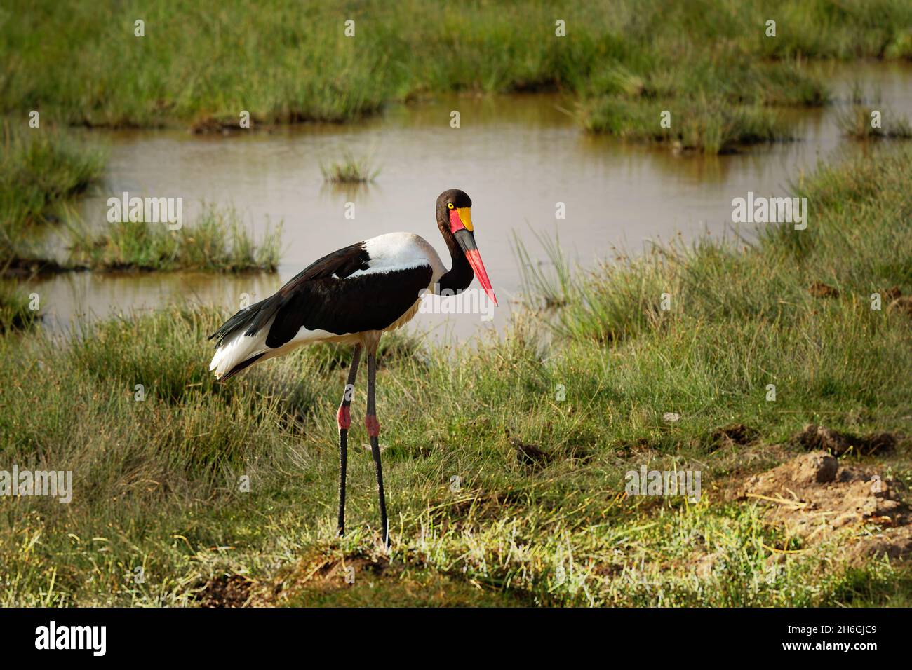 Saddle-billed Stork - Ephippiorhynchus senegalensis est un saddlebill ou l'espèce, des Ciconiidae. Retour en noir et blanc et rouge et Banque D'Images