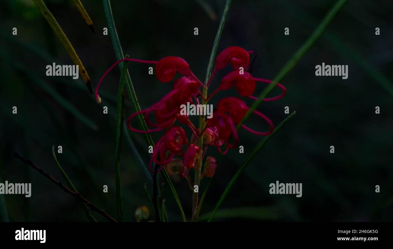 Grevillea banksii R.grevillea de Banks, grevillea de Banks, grevillea de Forster, fleur de Kahili, Byfield-waratah,Chêne soyeux nain Banque D'Images Grevillea banksii R.grevillea de Banks, grevillea de Banks, grevillea de Forster, fleur de Kahili, Byfield-waratah,Chêne soyeux nain Banque D'Images