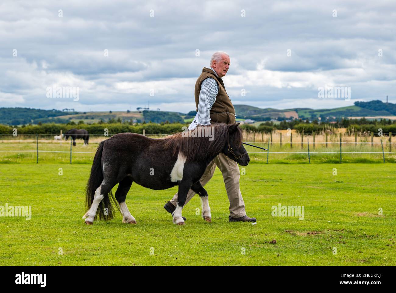Spectacle équestre d'été : un homme senior conduisant un poney Shetland miniature dans un champ, East Lothian, Écosse, Royaume-Uni Banque D'Images