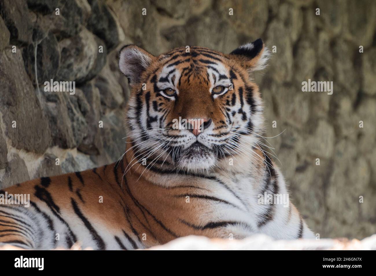 magnifique grand animal tigre se trouve dans la nature Banque D'Images