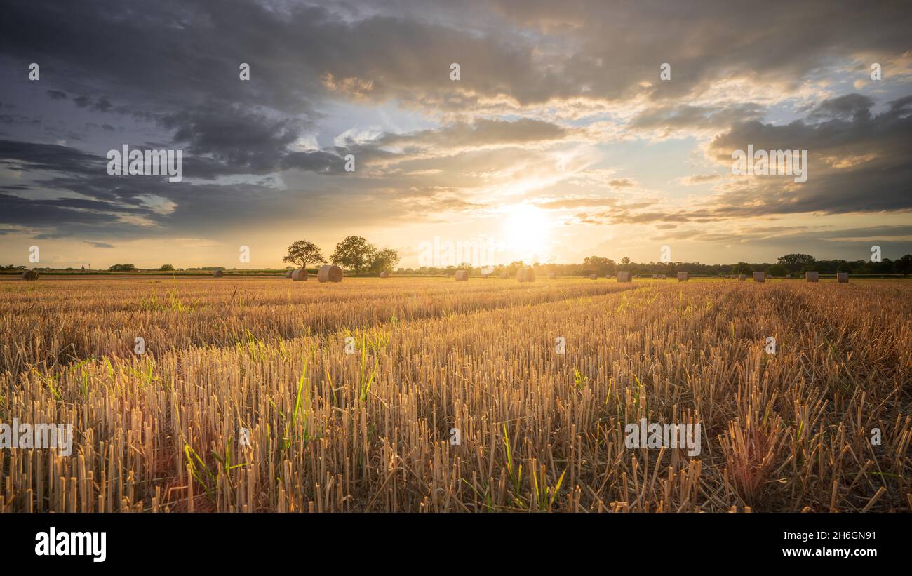 Coucher de soleil d'été sur un champ de maïs récolté Banque D'Images