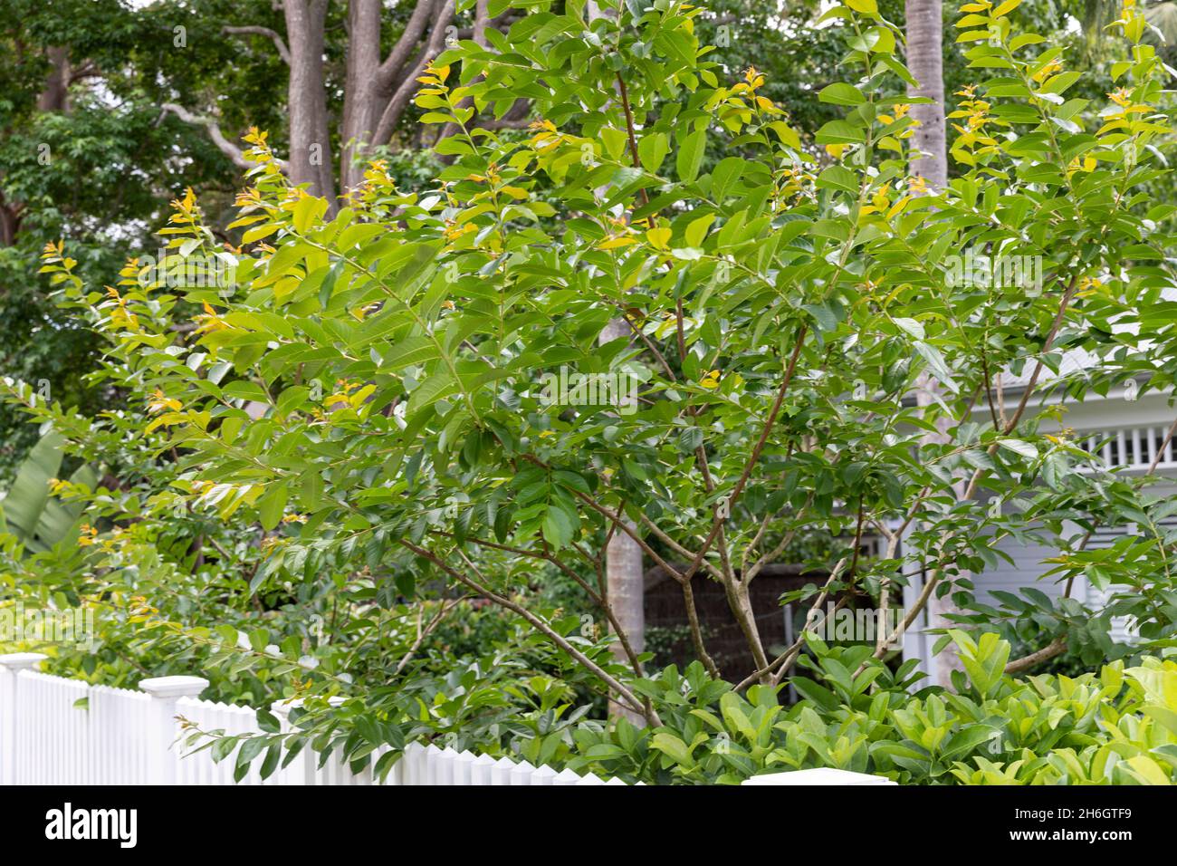 natchez lagerstroemia indica, arbre de myrte de crêpe le jour du printemps dans un jardin de Sydney, Australie Banque D'Images