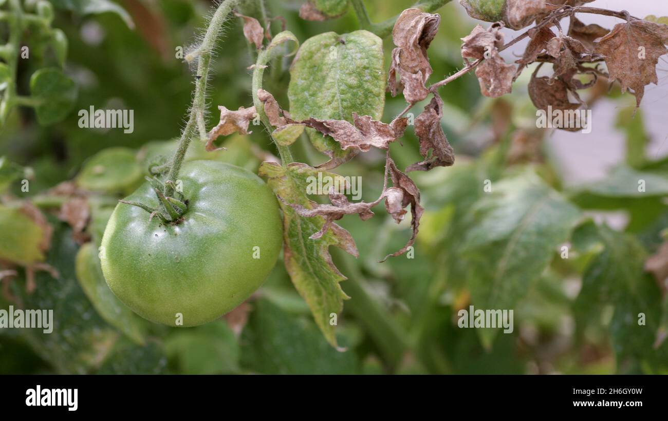 Maladies fongiques dangereuses des tomates, qui affecte les représentants de la nuit, surtout