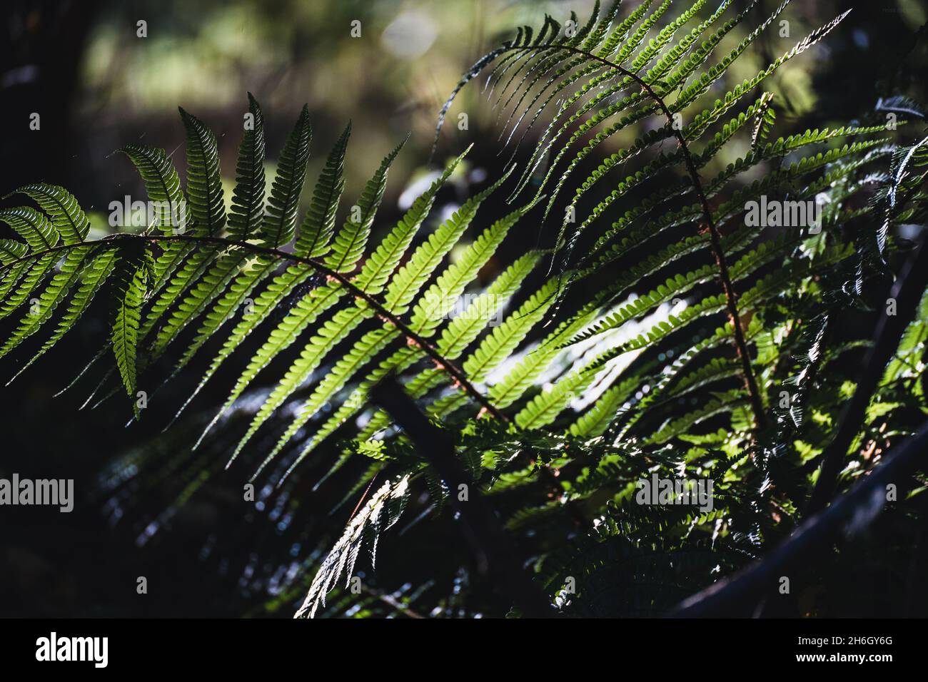 Pollok Park Glasgow Banque D'Images