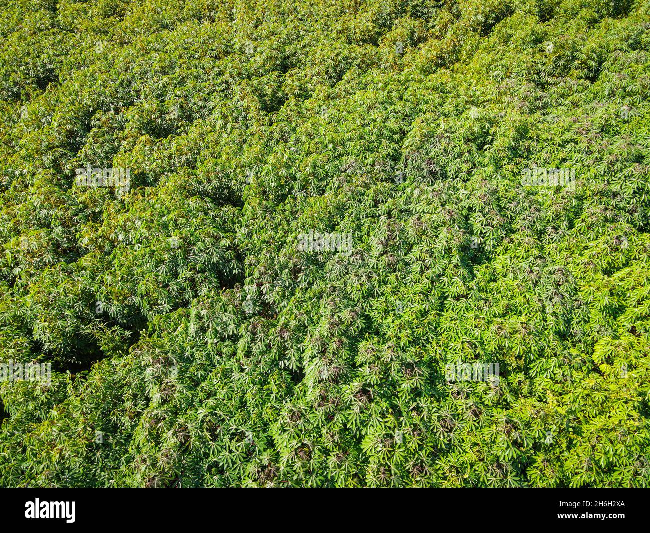 Vue de dessus les feuilles de manioc du dessus des cultures en vert, vue de l'oiseau arbre tropical plante, vue aérienne de la plantation de manioc champs verts nature a Banque D'Images