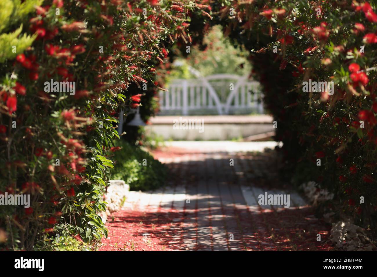 Belle arche de fleurs rouges dans le jardin Banque D'Images