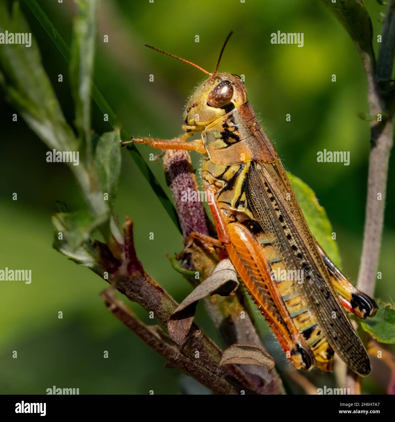 Macroshopper à pattes rouges (Melanoplus femurrubrum), au repos sous le soleil d'été de l'après-midi. Banque D'Images
