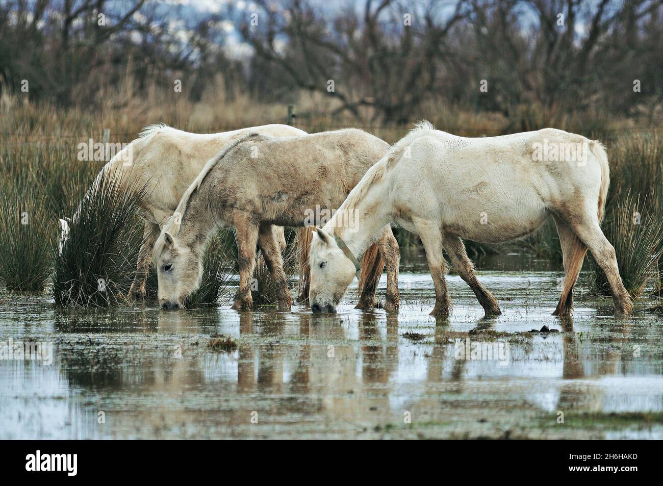 Chevaux de Camargue dans le Parc naturel des Aiguamolls de l'Empordà à Castellón de Ampurias dans la région d'Alt Empordà, Gérone, Catalogne, Espagne Banque D'Images