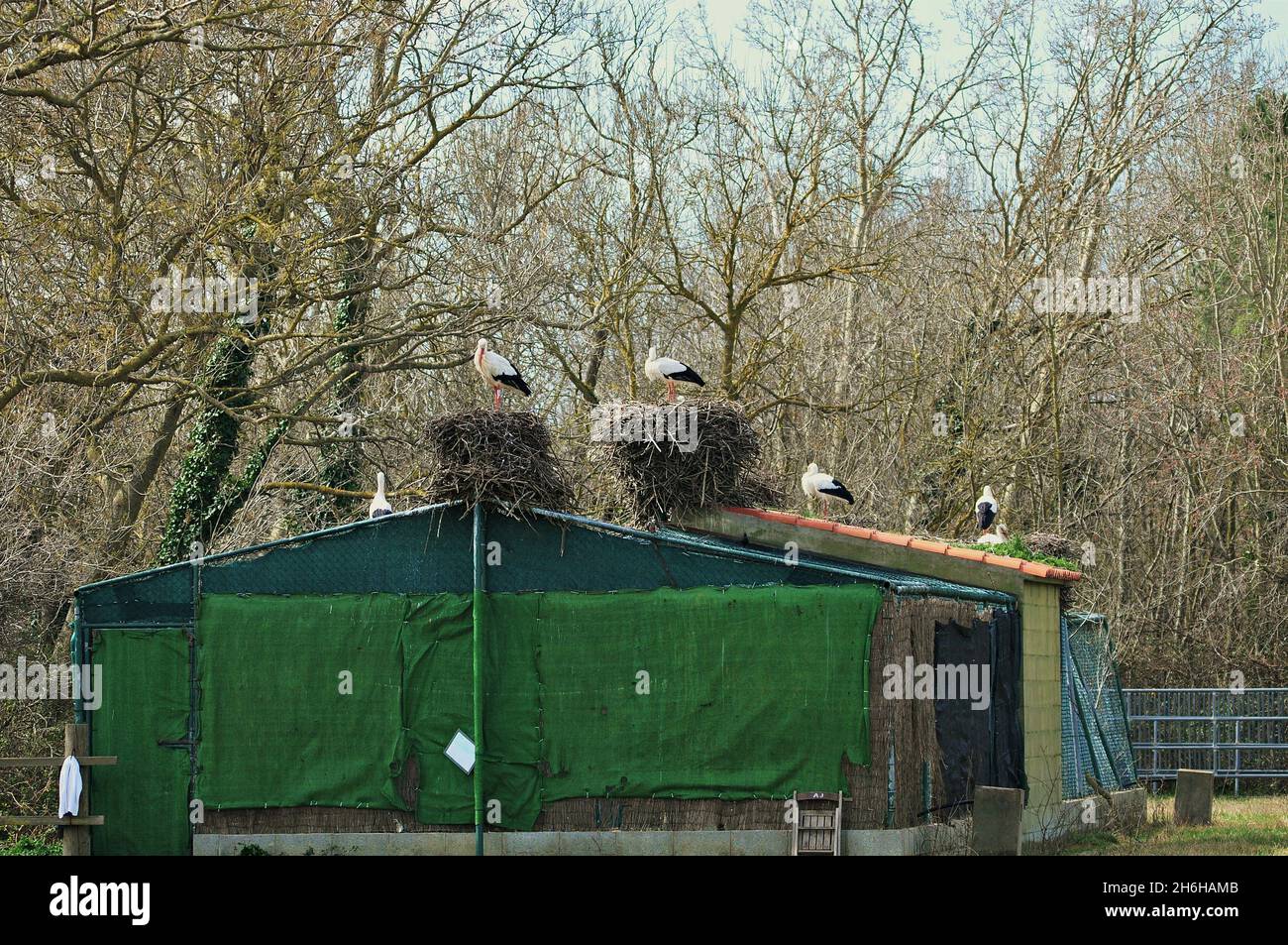 Cigognes dans le Parc naturel Aiguamolls de l'Empordà qui se trouve à Castellón de Ampurias dans la région d'Alt Empordà, Gérone, Catalogne, Espagne Banque D'Images