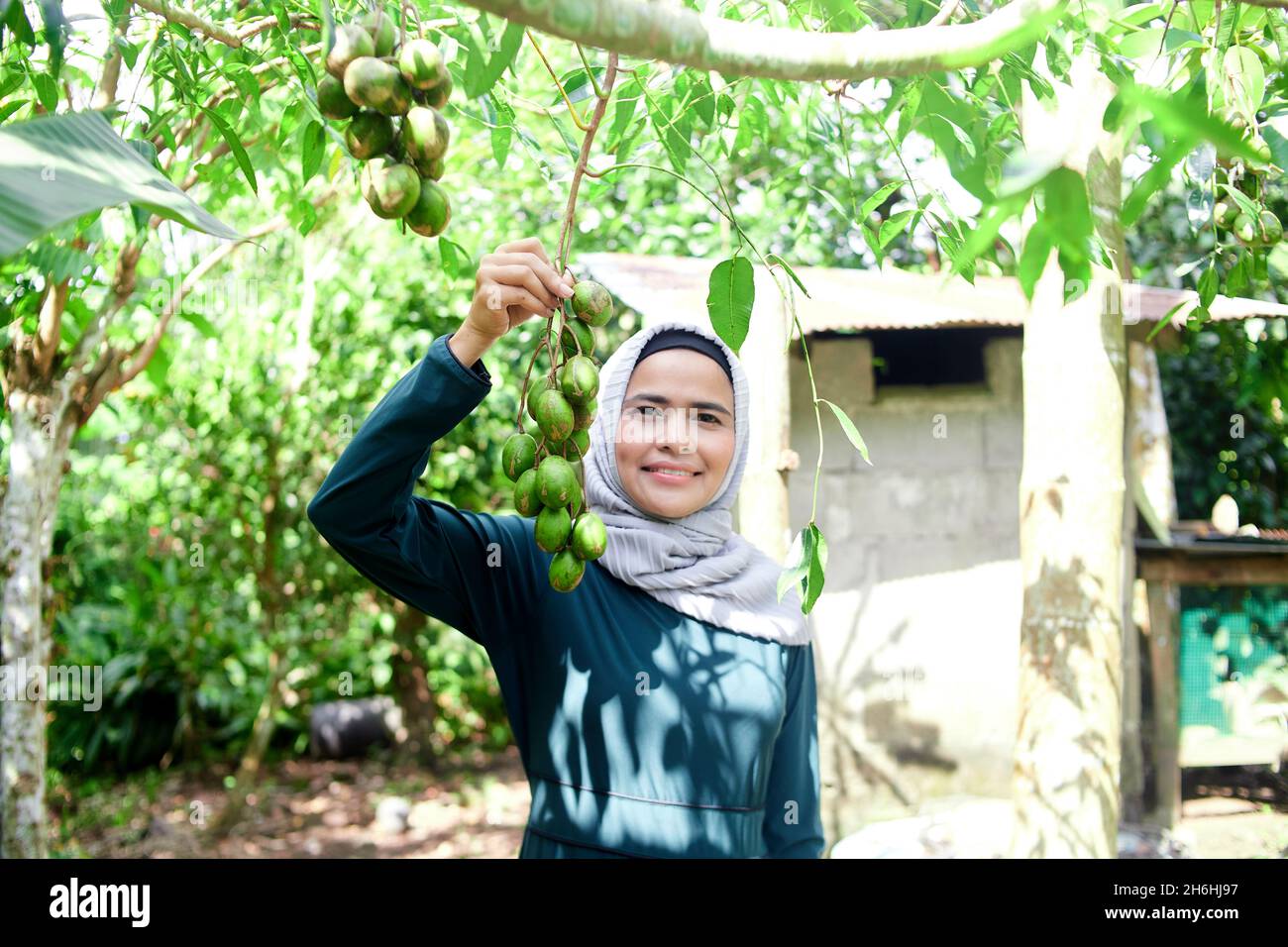Femme musulmane dans le hijab tenant un bouquet de fruits frais elaeocarpus hygrophilus kurz dans son jardin Banque D'Images