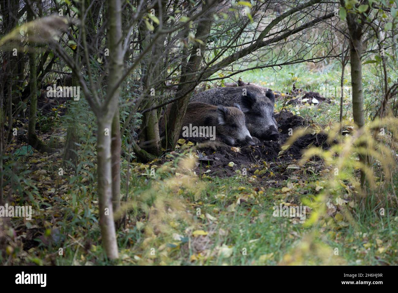 Sangliers dans une forêt Banque D'Images Sangliers dans une forêt Banque D'Images