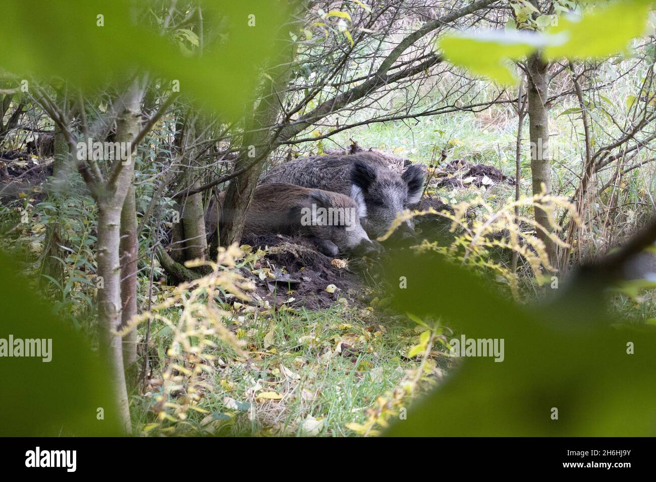 Sangliers dans une forêt Banque D'Images Sangliers dans une forêt Banque D'Images