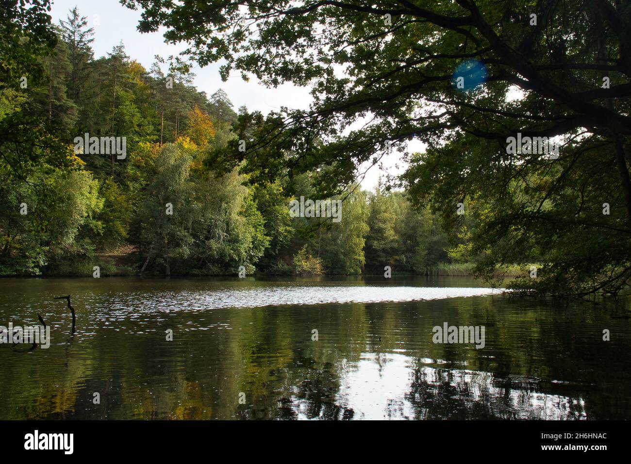 Les feuilles commencent à passer du vert au jaune autour du lac Neuwoog dans la forêt du Palatinat rhénan en Allemagne, le jour de l'automne. Banque D'Images