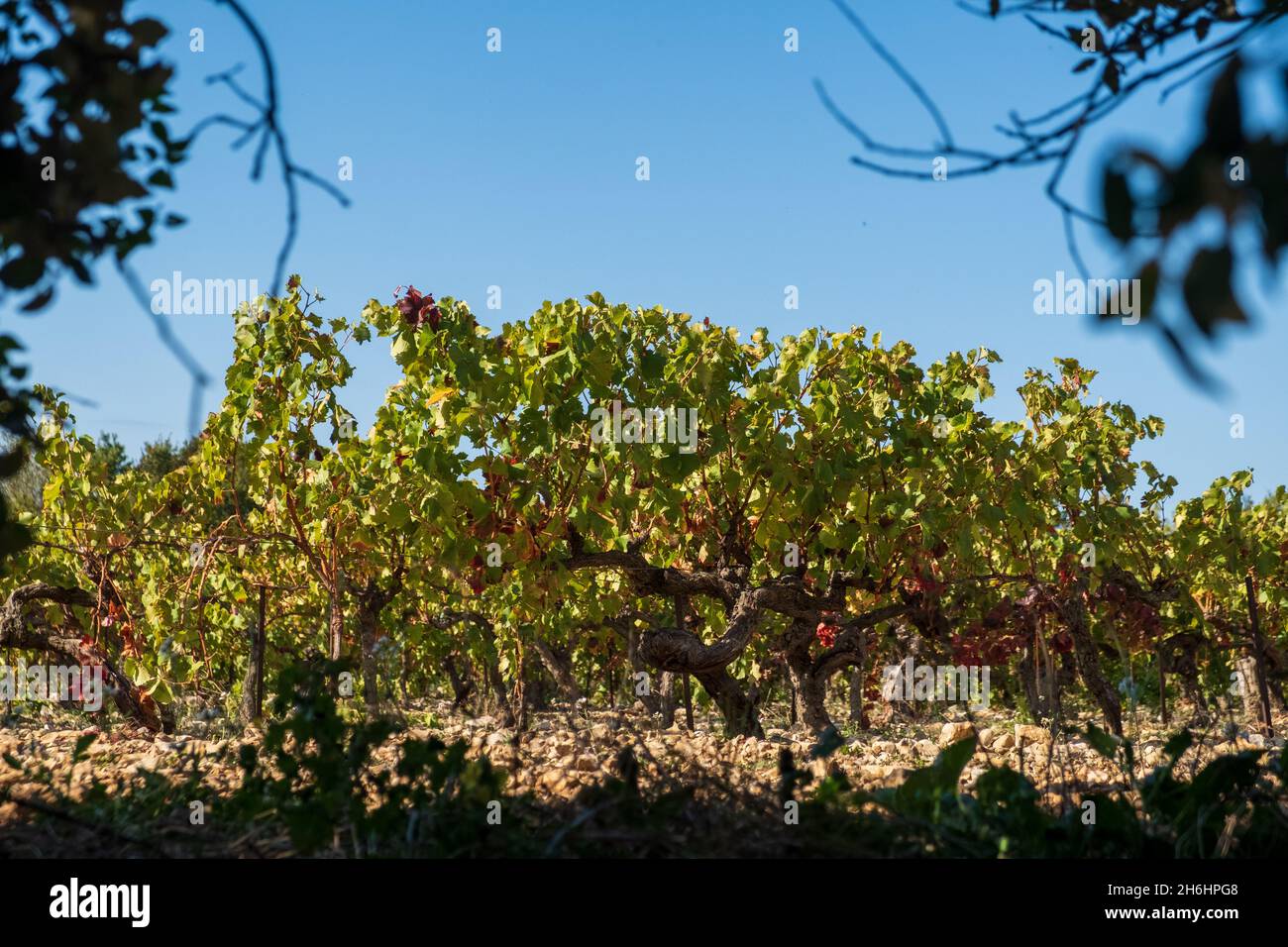 Après la récolte du raisin, les feuilles se transforment en rouge, vignes d'automne de Grignan, Côtes de Rhône, France Banque D'Images