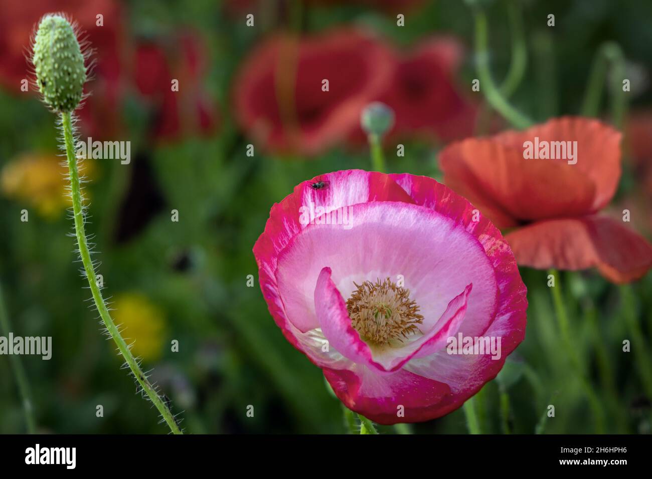 Un gros plan d'un coquelicot rose dans un pré de fleurs sauvages dans la campagne du Northamptonshire. Banque D'Images