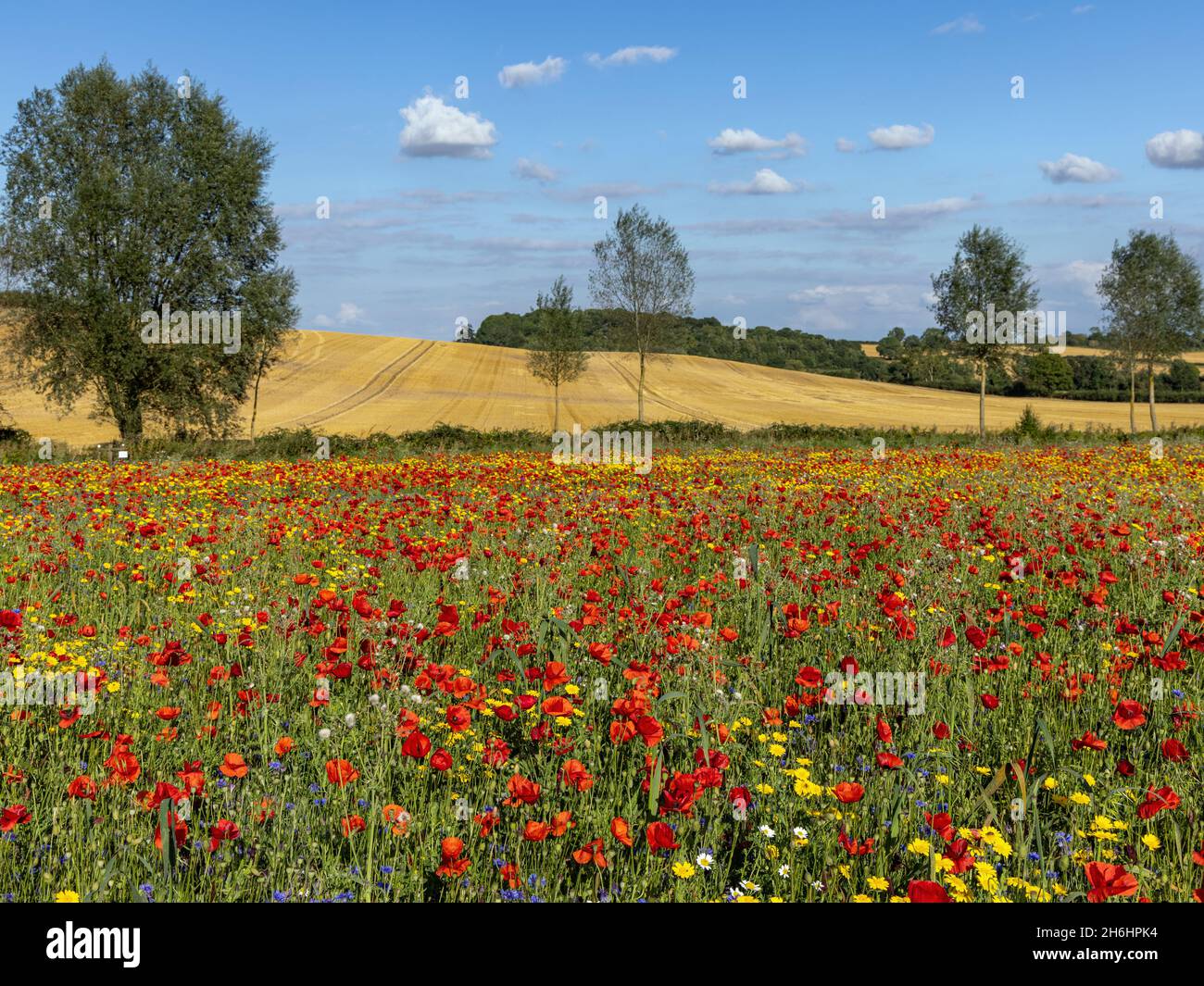 Un beau champ de fleurs sauvages colorées à Creaton dans la campagne du Northamptonshire. Banque D'Images
