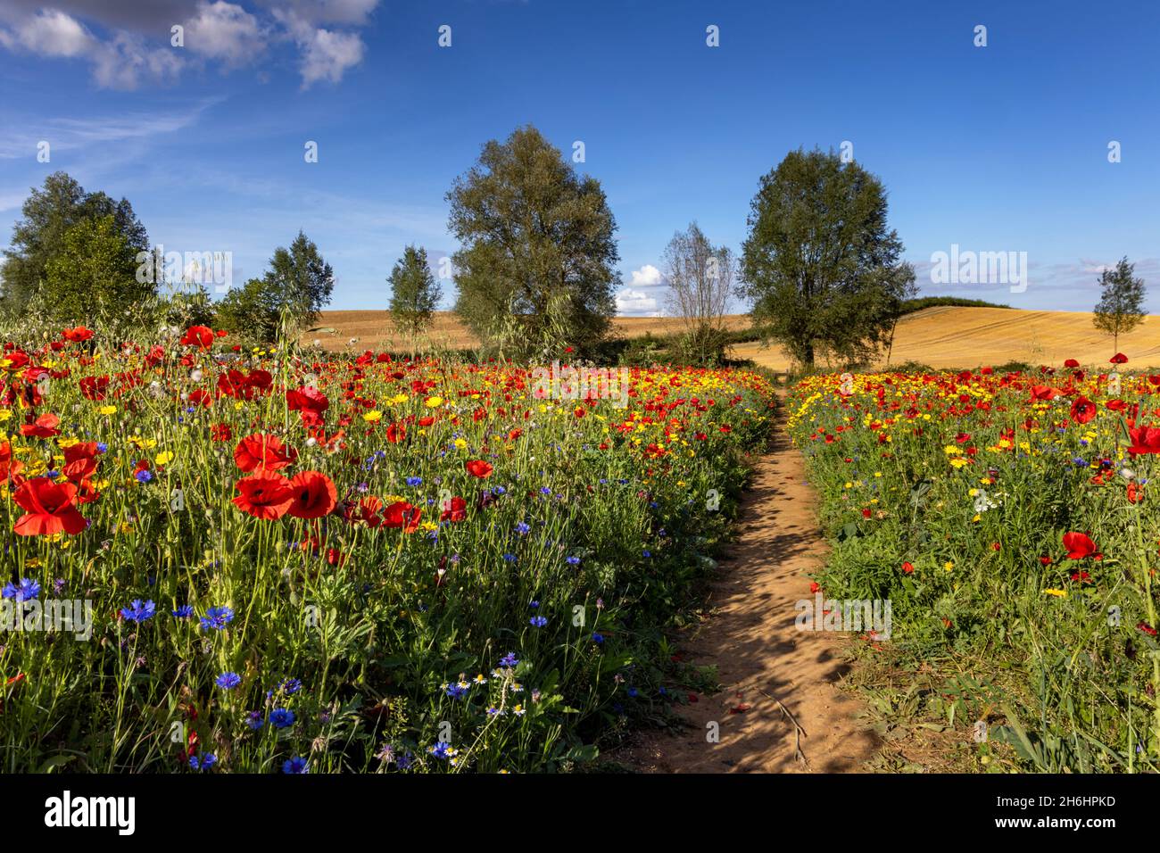Un beau champ de fleurs sauvages colorées à Creaton dans la campagne du Northamptonshire. Banque D'Images