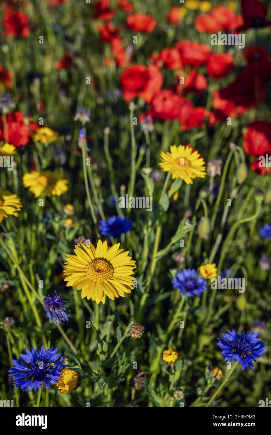 Fleurs sauvages colorées à Creaton dans un pré de fleurs sauvages à Creaton dans la campagne du Northamptonshire. Banque D'Images